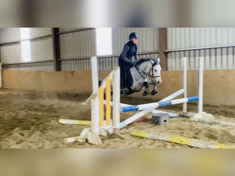 Connemara Gelding 5 years 13,2 hh in Sligo