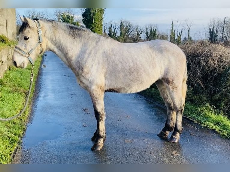 Connemara Gelding 5 years 13,2 hh in Sligo