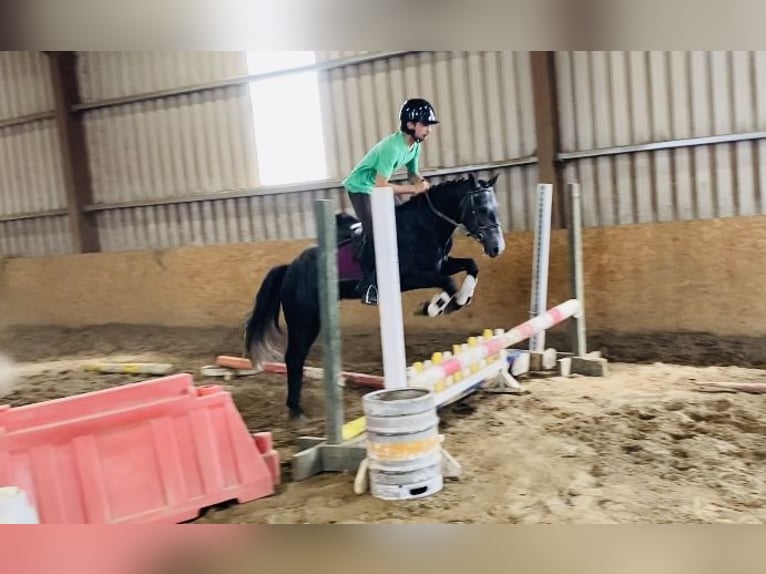 Connemara Gelding 5 years 13,1 hh Gray in Sligo