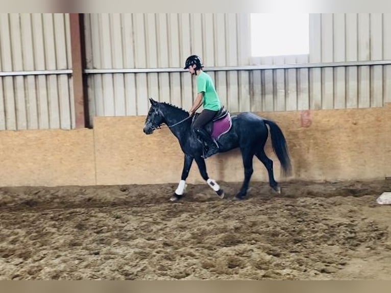 Connemara Gelding 5 years 13,1 hh Gray in Sligo