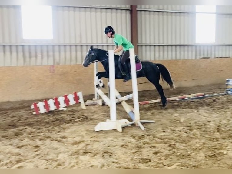 Connemara Gelding 5 years 13,1 hh Gray in Sligo