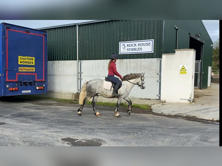 Connemara Gelding 5 years 13,2 hh Grey-Dapple in Sligo