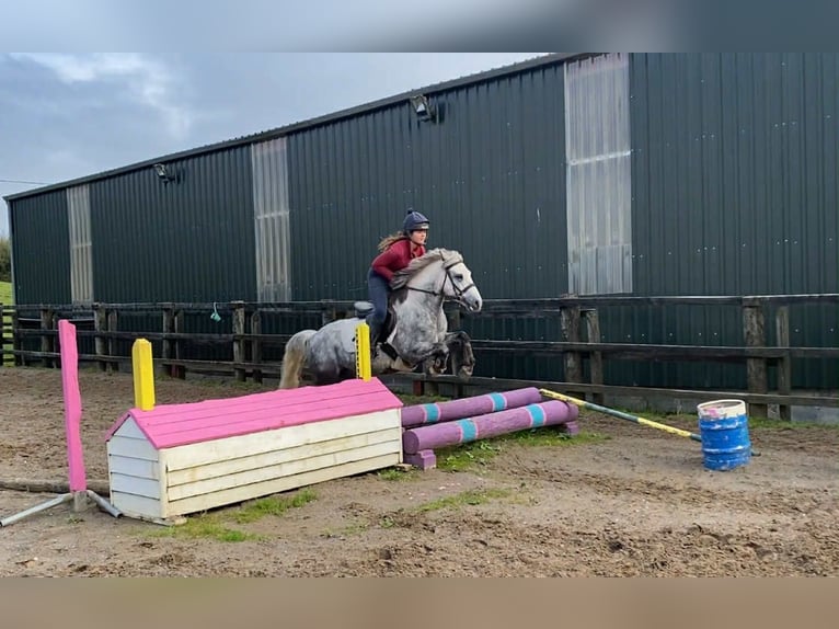 Connemara Gelding 5 years 13,2 hh Grey-Dapple in Sligo