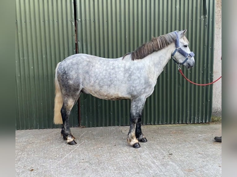 Connemara Gelding 5 years 13,2 hh Grey-Dapple in Sligo