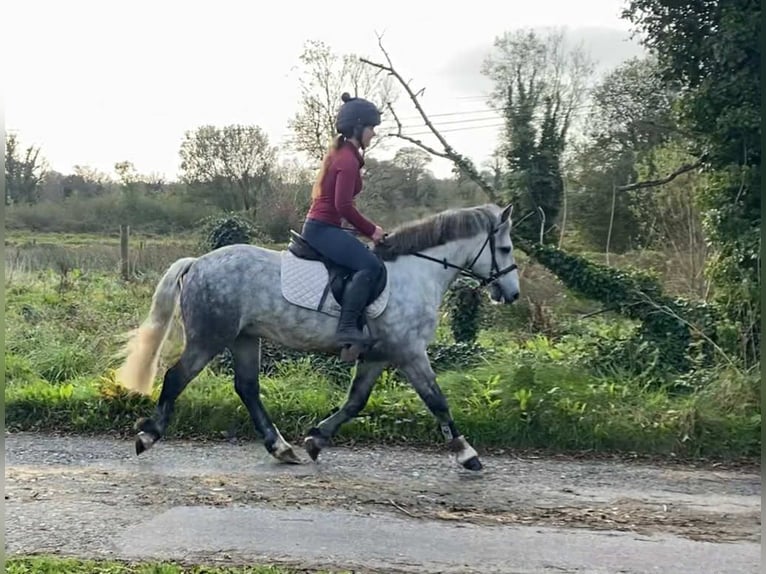 Connemara Gelding 5 years 13,2 hh Grey-Dapple in Sligo