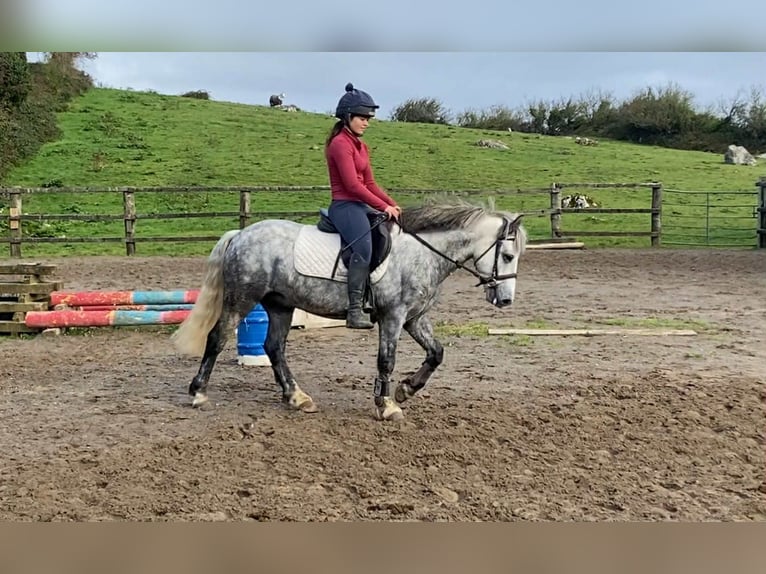 Connemara Gelding 5 years 13,2 hh Grey-Dapple in Sligo