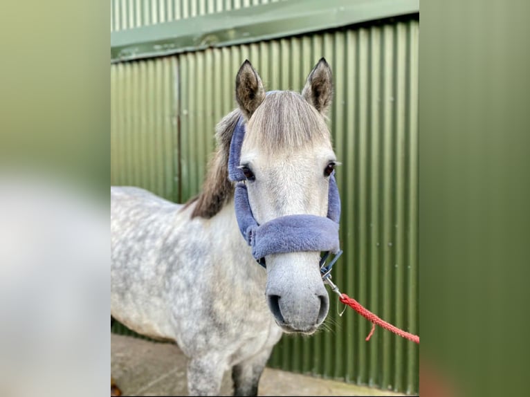 Connemara Gelding 5 years 13,2 hh Grey-Dapple in Sligo