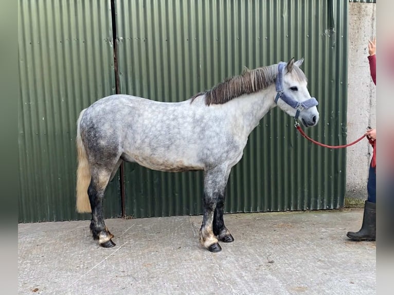 Connemara Gelding 5 years 13,2 hh Grey-Dapple in Sligo
