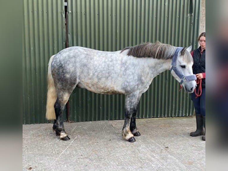 Connemara Gelding 5 years 13,2 hh Grey-Dapple in Sligo