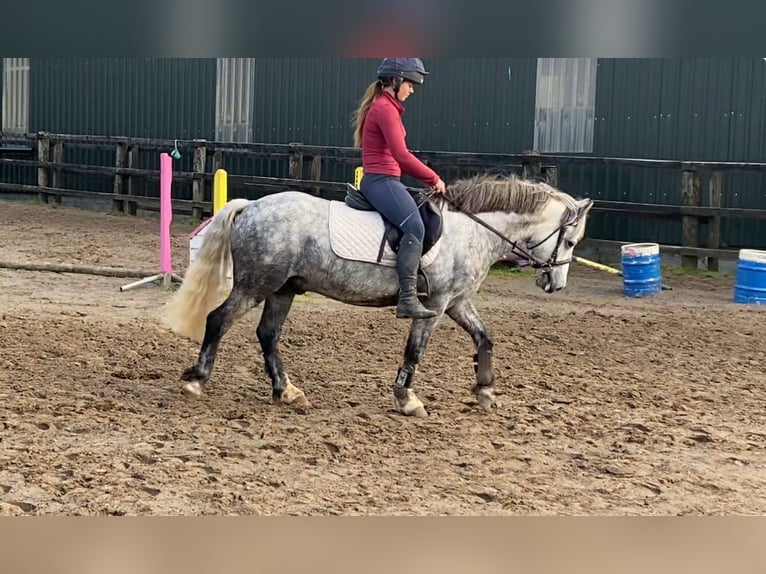 Connemara Gelding 5 years 13,2 hh Grey-Dapple in Sligo