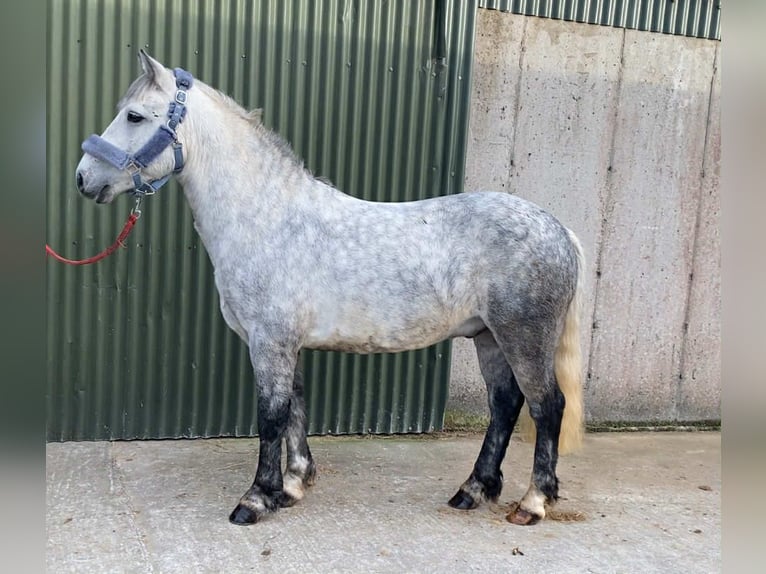Connemara Gelding 5 years 13,2 hh Grey-Dapple in Sligo