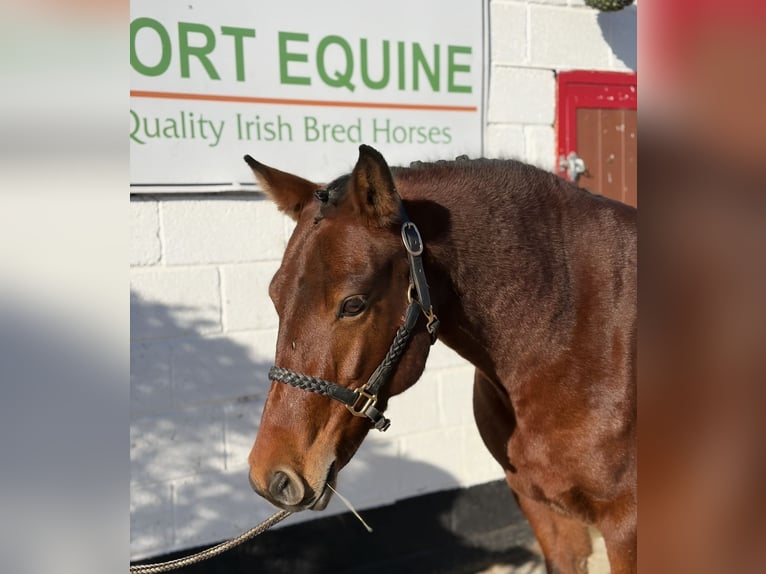 Connemara Gelding 5 years 14.1 hh Bay in Mountrath, Co. Laois