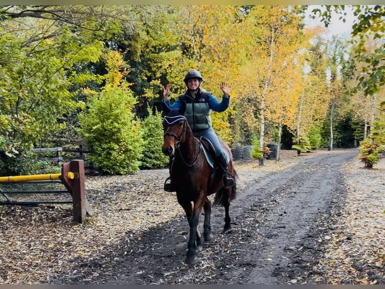 Connemara Gelding 5 years 14.1 hh Bay in Mountrath, Co. Laois