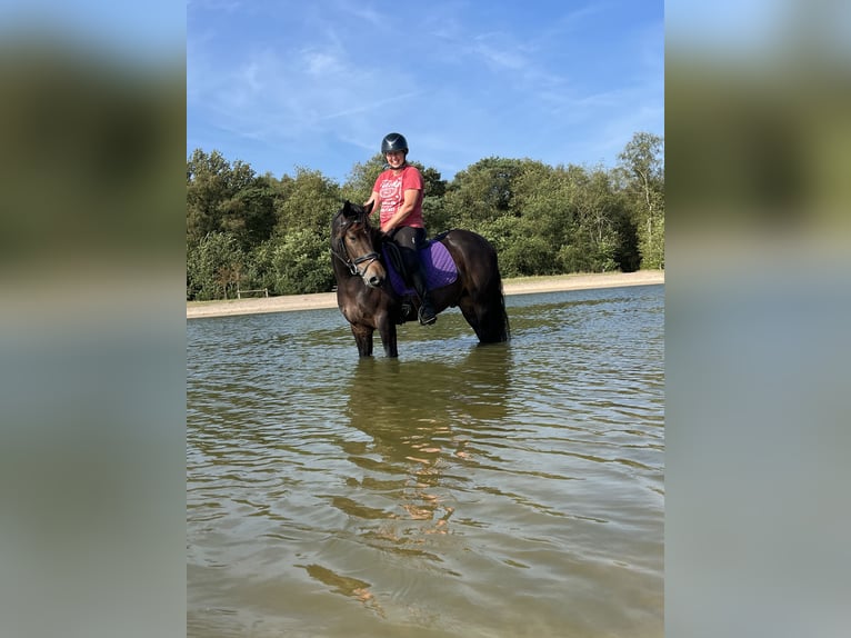 Connemara Gelding 5 years 14,1 hh Brown in Hoogersmilde