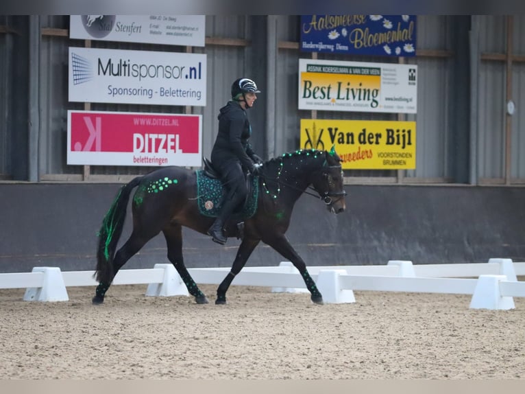 Connemara Gelding 5 years 14,1 hh Brown in Hoogersmilde