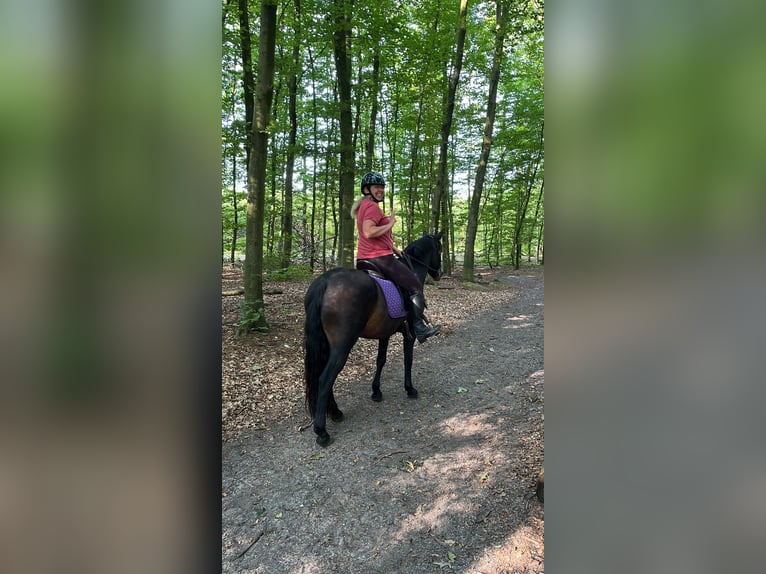 Connemara Gelding 5 years 14,1 hh Brown in Hoogersmilde