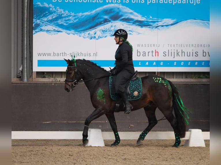 Connemara Gelding 5 years 14,1 hh Brown in Hoogersmilde