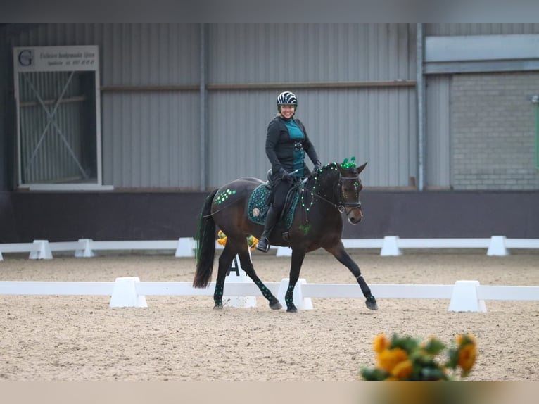 Connemara Gelding 5 years 14,1 hh Brown in Hoogersmilde