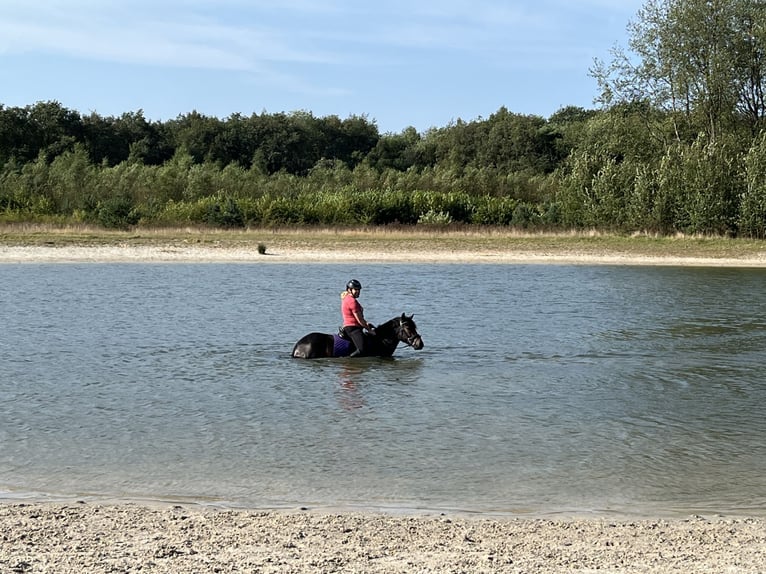 Connemara Gelding 5 years 14,1 hh Brown in Hoogersmilde