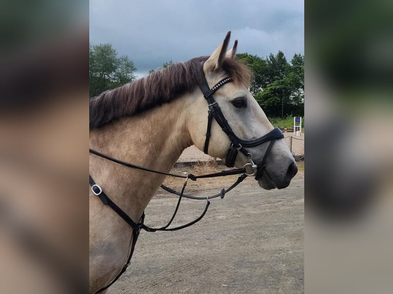 Connemara Gelding 5 years 14,1 hh Dun in Ashgill