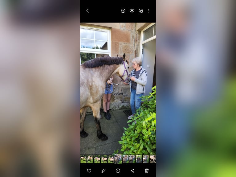 Connemara Gelding 5 years 14,1 hh Dun in Ashgill