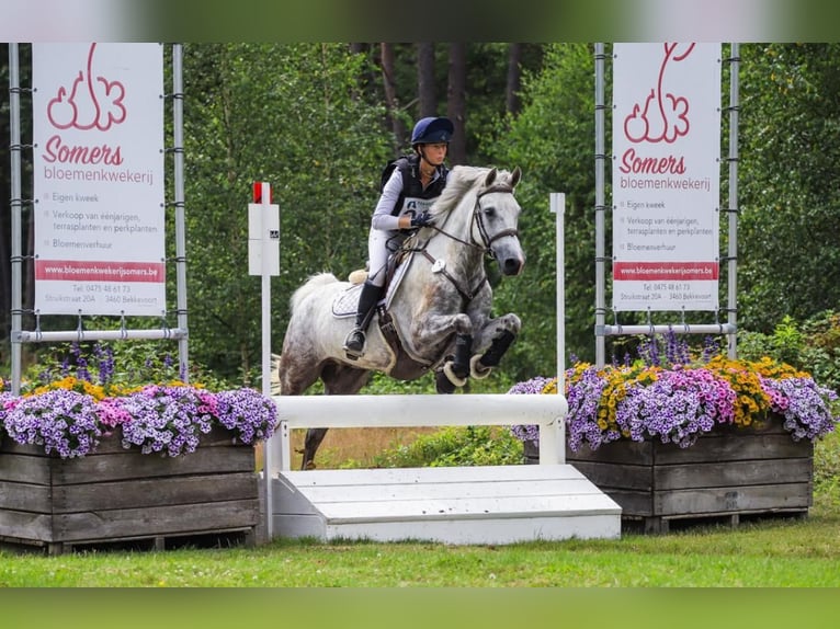 Connemara Gelding 5 years 14,1 hh Gray in State 11