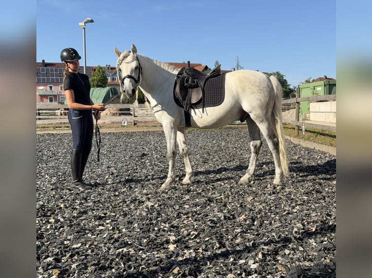Connemara Gelding 5 years 14.1 hh Grey-Dapple in Lisberg