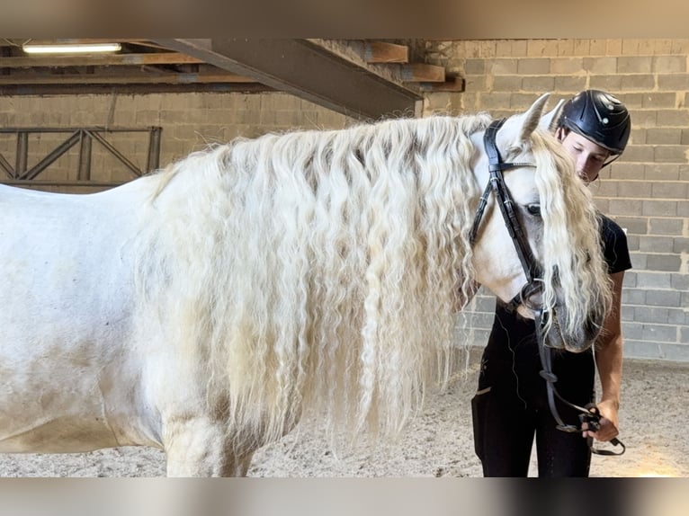 Connemara Gelding 5 years 14.1 hh Grey-Dapple in Lisberg