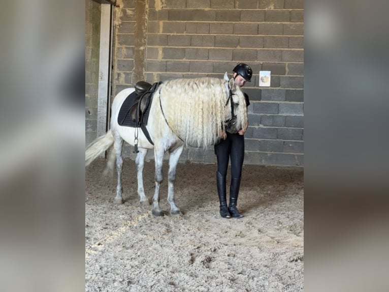 Connemara Gelding 5 years 14.1 hh Grey-Dapple in Lisberg
