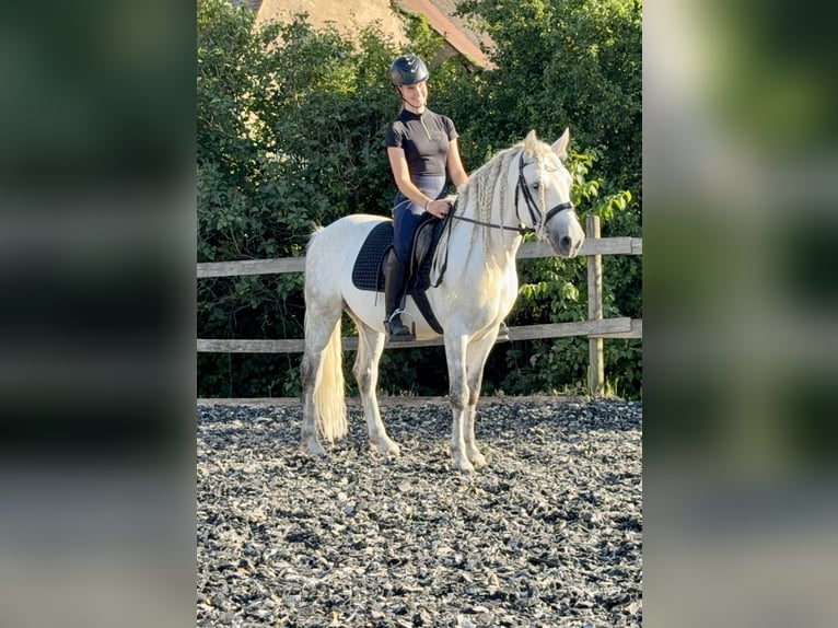 Connemara Gelding 5 years 14.1 hh Grey-Dapple in Lisberg
