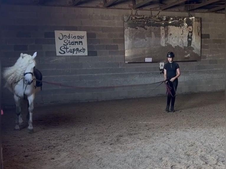 Connemara Gelding 5 years 14.1 hh Grey-Dapple in Lisberg
