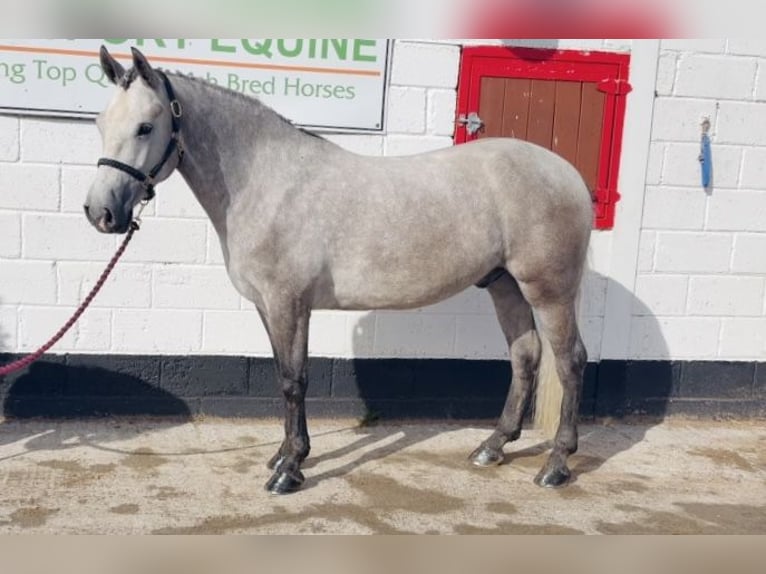 Connemara Gelding 5 years 14.1 hh Grey-Dapple in Mountrath, Co. Laois