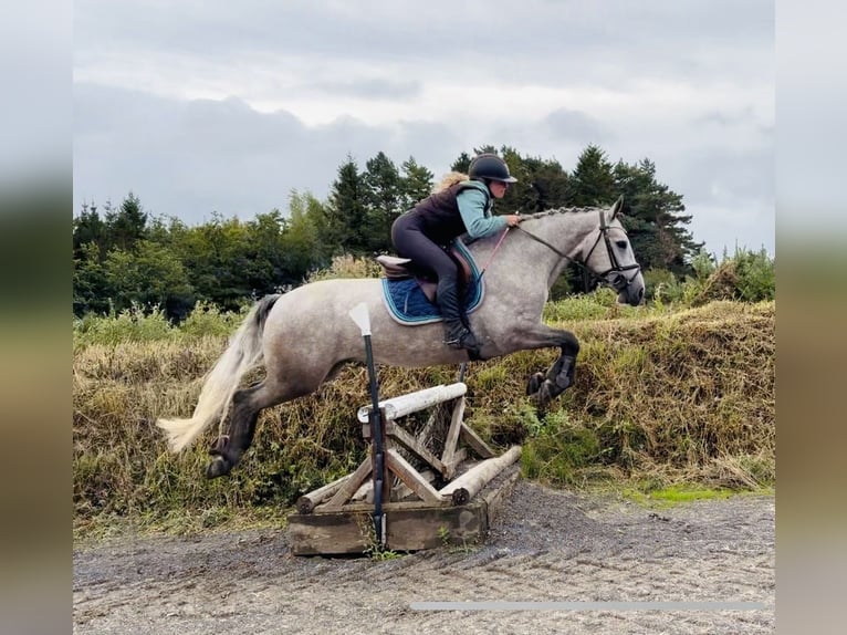 Connemara Gelding 5 years 14.1 hh Grey-Dapple in Mountrath, Co. Laois