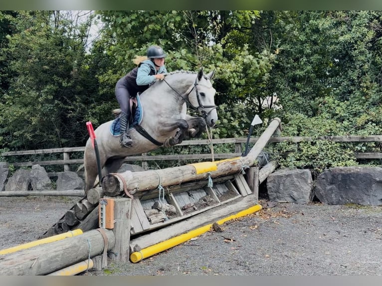 Connemara Gelding 5 years 14.1 hh Grey-Dapple in Mountrath, Co. Laois