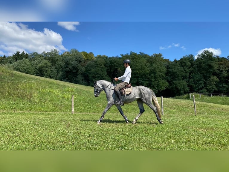 Connemara Gelding 5 years 14.1 hh Grey-Dark-Tan in Lisberg