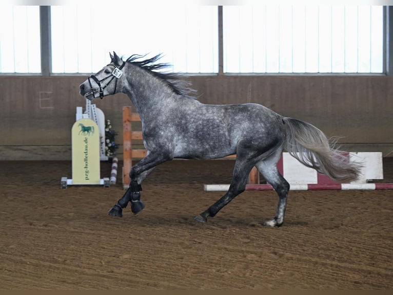 Connemara Gelding 5 years 14.1 hh Grey-Dark-Tan in Lisberg