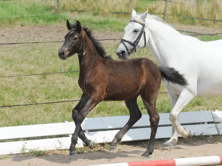 Connemara Gelding 5 years 14.1 hh Grey-Dark-Tan in Lisberg
