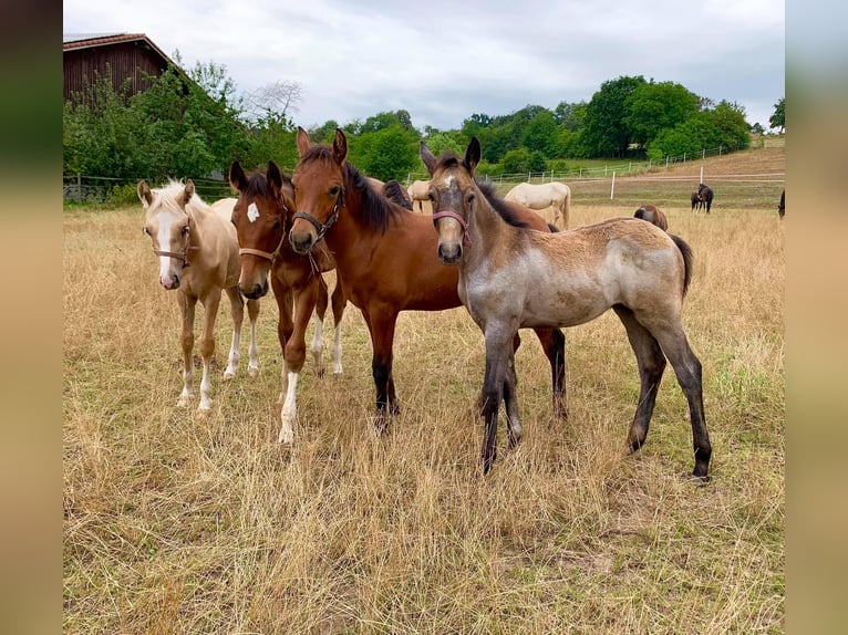 Connemara Gelding 5 years 14.1 hh Grey-Dark-Tan in Lisberg