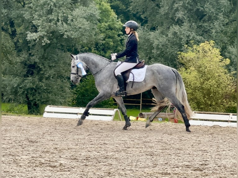 Connemara Gelding 5 years 14.1 hh Grey-Dark-Tan in Lisberg