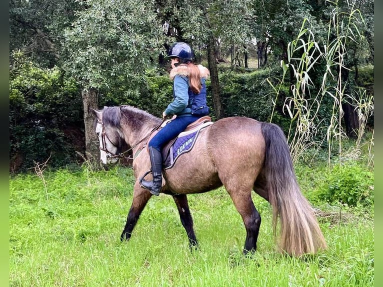 Connemara Gelding 5 years 14.1 hh Grey in Cavalaire-sur-Mer