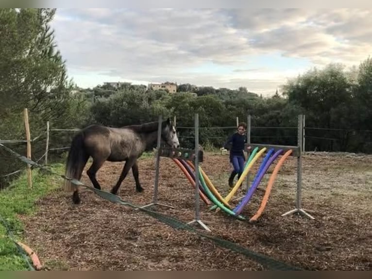 Connemara Gelding 5 years 14.1 hh Grey in Gréoux-les-Bains