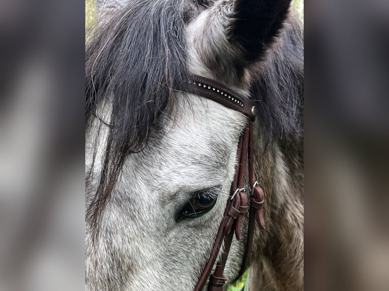 Connemara Gelding 5 years 14.1 hh Grey in Gréoux-les-Bains
