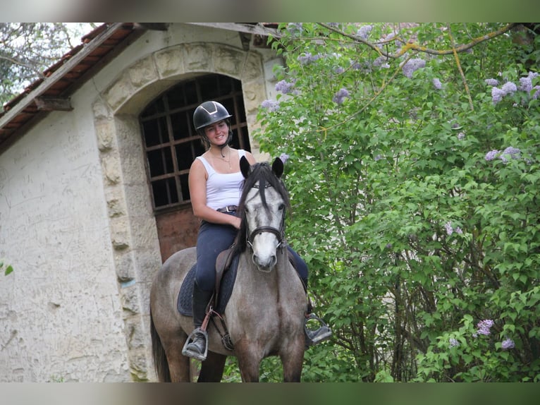 Connemara Gelding 5 years 14.1 hh Grey in Gréoux-les-Bains