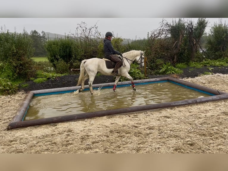 Connemara Gelding 5 years 14.1 hh Grey in Sligo