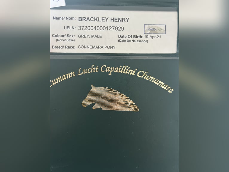 Connemara Gelding 5 years 14.1 hh Grey in Ballinasloe
