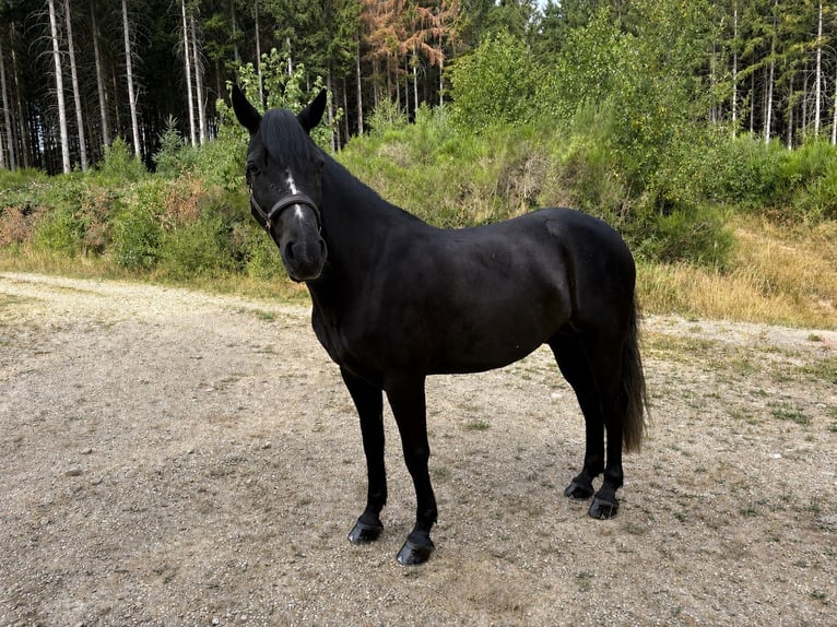 Connemara Gelding 5 years 14.1 hh Smoky-Black in Sainte-Ode