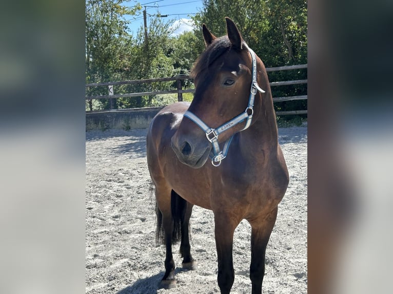 Connemara Gelding 5 years 14.2 hh Bay-Dark in Plougastel-Daoulas