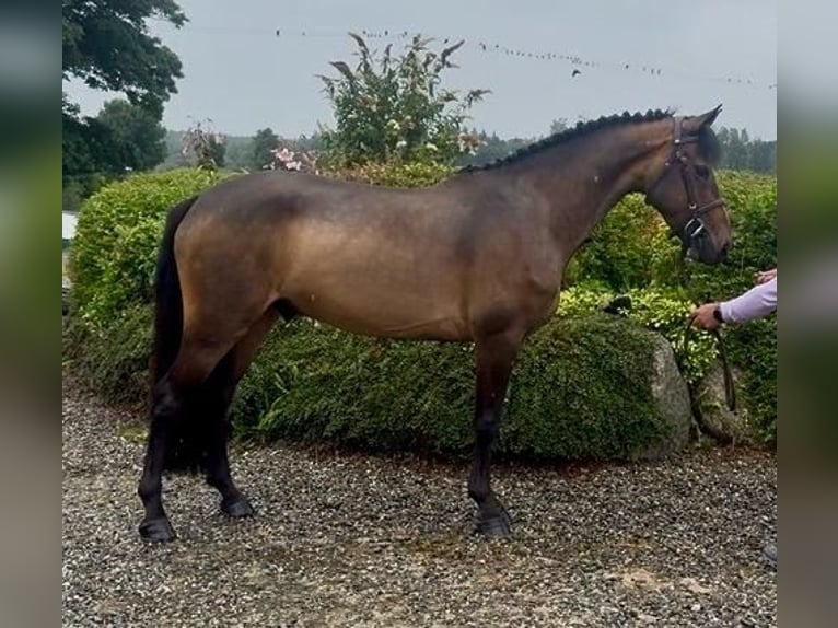 Connemara Gelding 5 years 14.2 hh Bay in Sligo