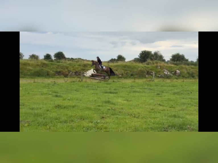 Connemara Gelding 5 years 14.2 hh Bay in Sligo