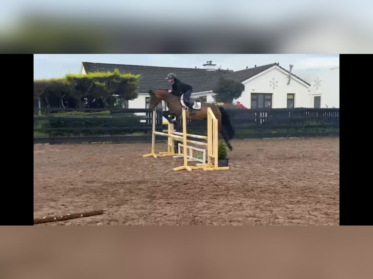 Connemara Gelding 5 years 14.2 hh Bay in Sligo